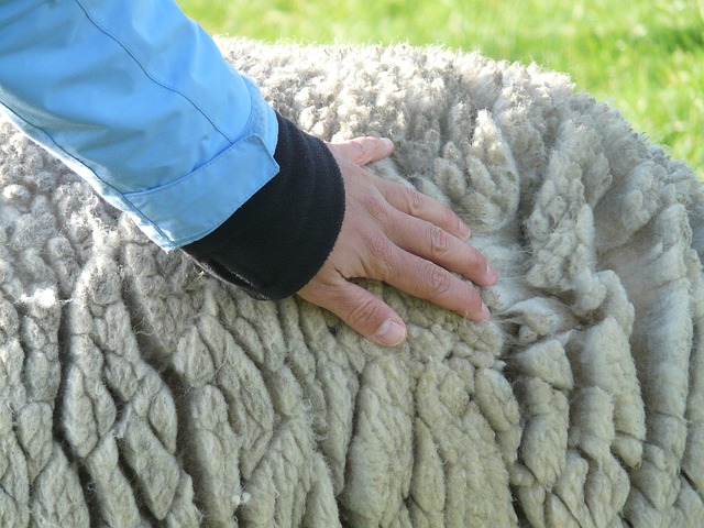Sheep Wool